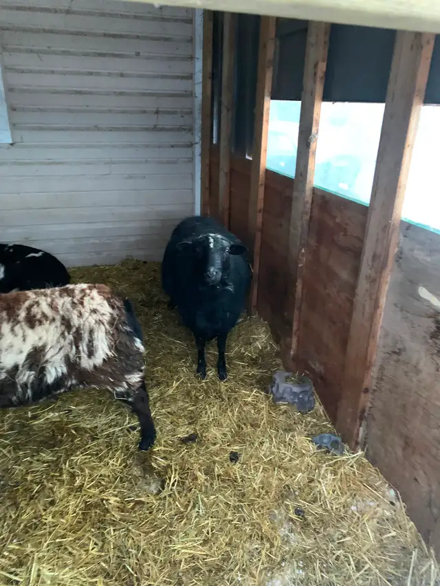 Rams sheep - Photo 2