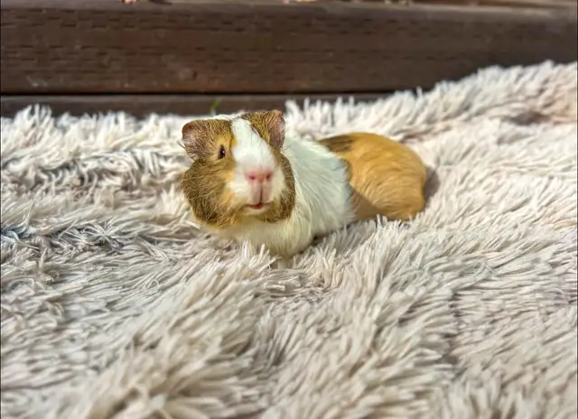 Rascally Rabbit Rescue - Fern!