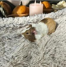 Rascally Rabbit Rescue - Fern! - Photo 2