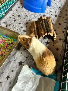 Rascally Rabbit Rescue - Fern! - Photo 3