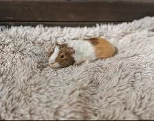 Rascally Rabbit Rescue - Fern! - Photo 4