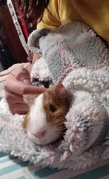 Rascally Rabbit Rescue - Fern! - Photo 5