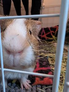 Rascally Rabbit Rescue - Fern! - Photo 6