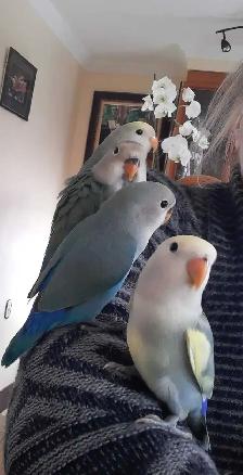 beaux bébés inséparables roseicollis nourrient à la main