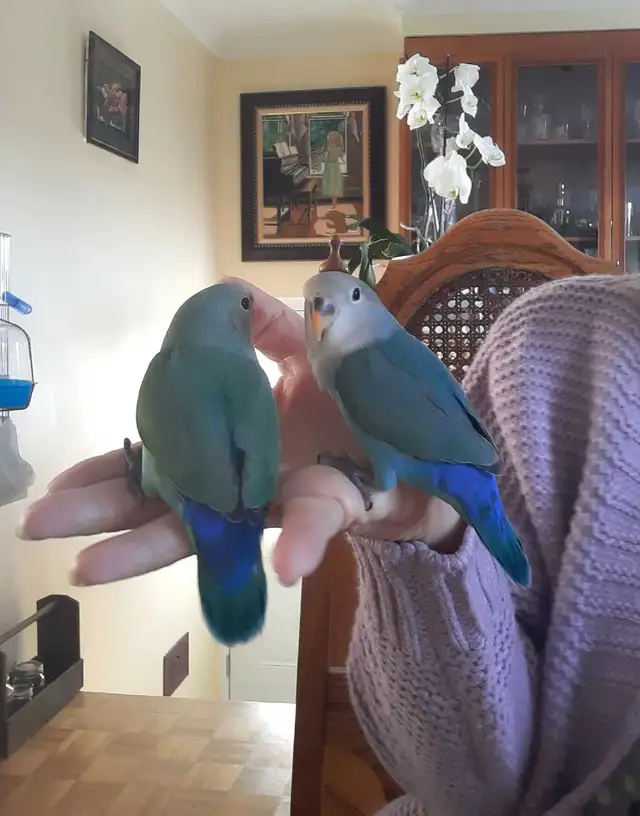 beaux bébés inséparables roseicollis nourrient à la main - Photo 2