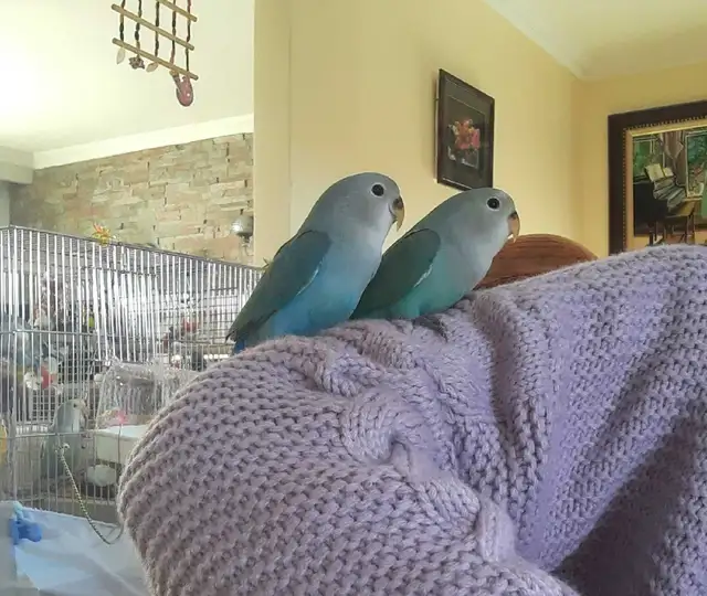 beaux bébés inséparables roseicollis nourrient à la main - Photo 3