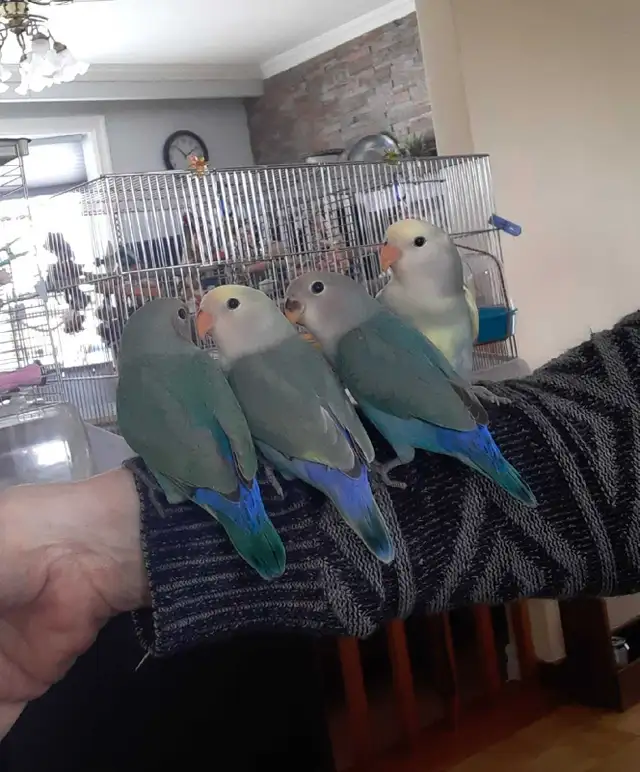 beaux bébés inséparables roseicollis nourrient à la main - Photo 6