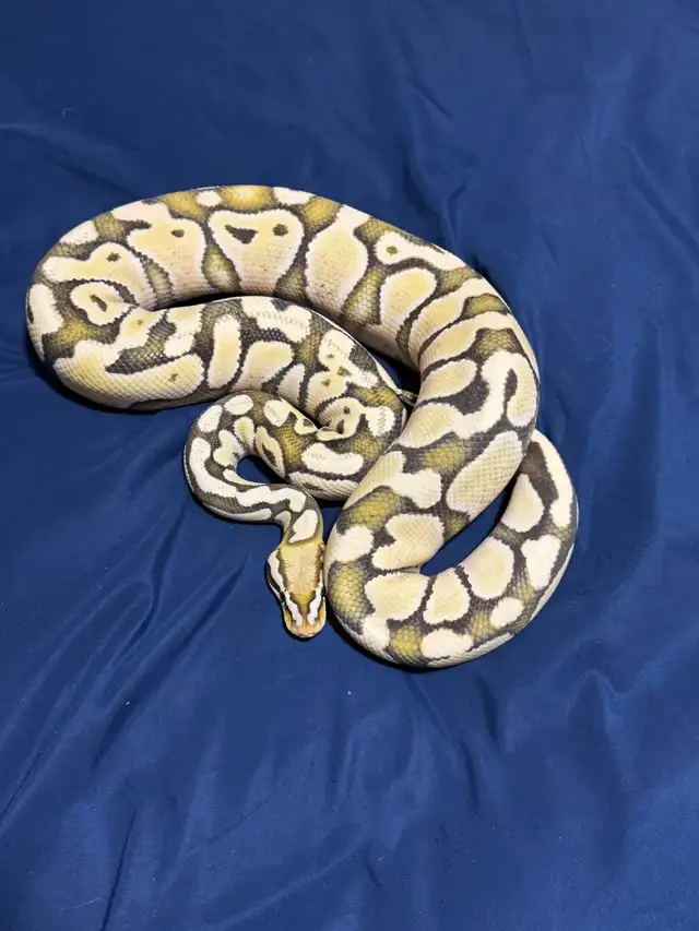 Original NERD line Lemon Pastel DG