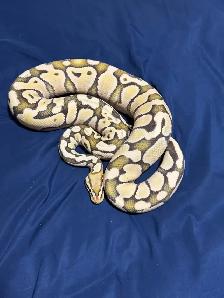 Original NERD line Lemon Pastel DG