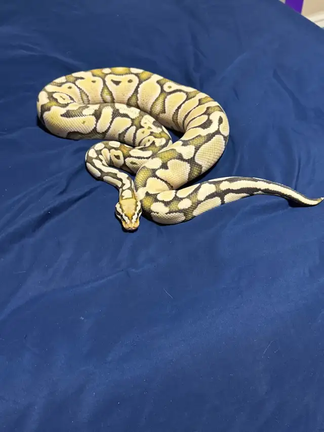 Original NERD line Lemon Pastel DG - Photo 2