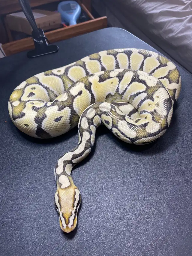 Original NERD line Lemon Pastel DG - Photo 3