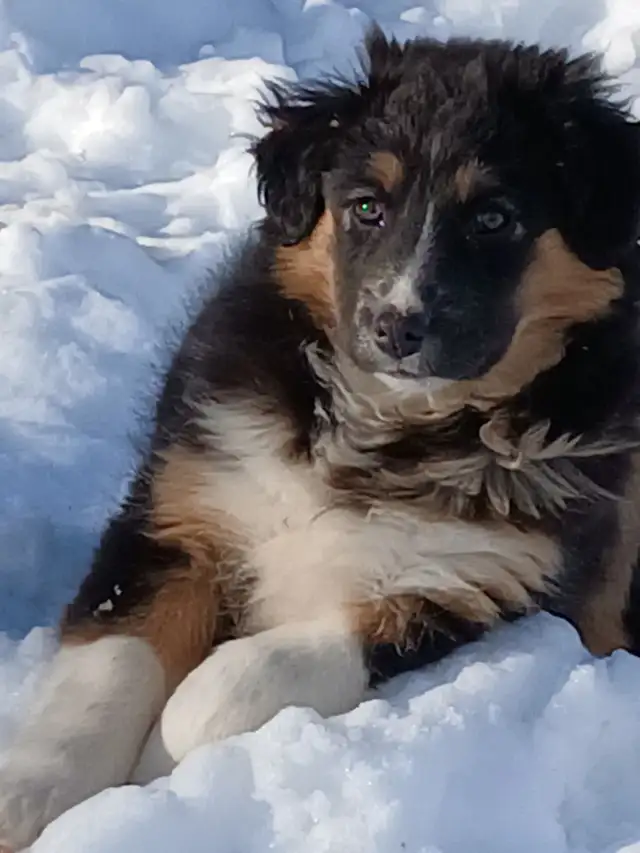 Adorable female Australian Shepherd pup