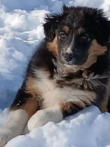 Adorable female Australian Shepherd pup
