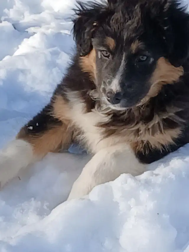 Adorable female Australian Shepherd pup - Photo 2