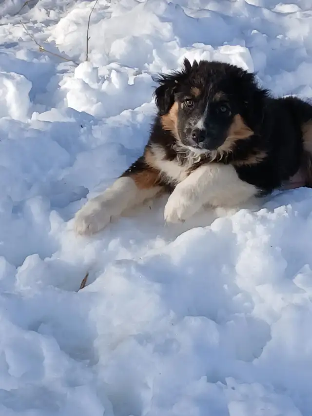 Adorable female Australian Shepherd pup - Photo 3