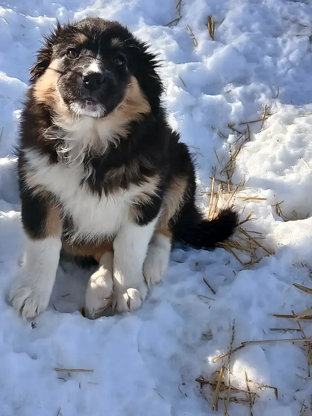 Adorable female Australian Shepherd pup - Photo 4
