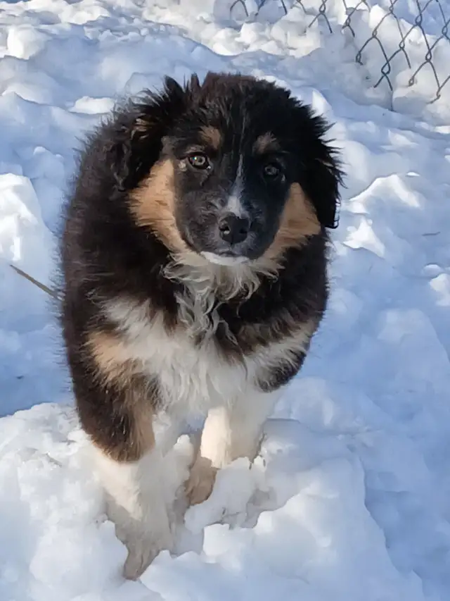 Adorable female Australian Shepherd pup - Photo 5