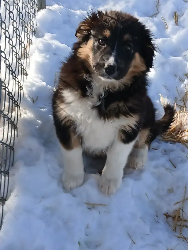 Adorable female Australian Shepherd pup - Photo 6