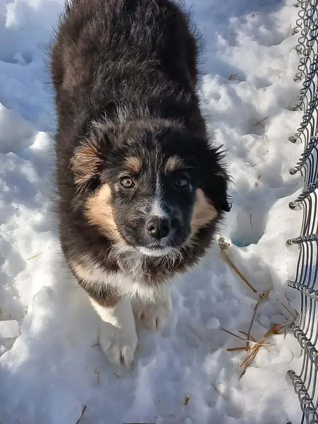 Adorable female Australian Shepherd pup - Photo 7