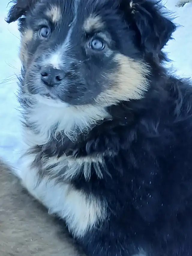 Adorable female Australian Shepherd pup - Photo 8