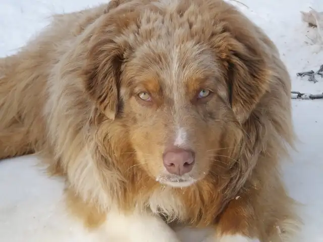 Adorable female Australian Shepherd pup - Photo 9
