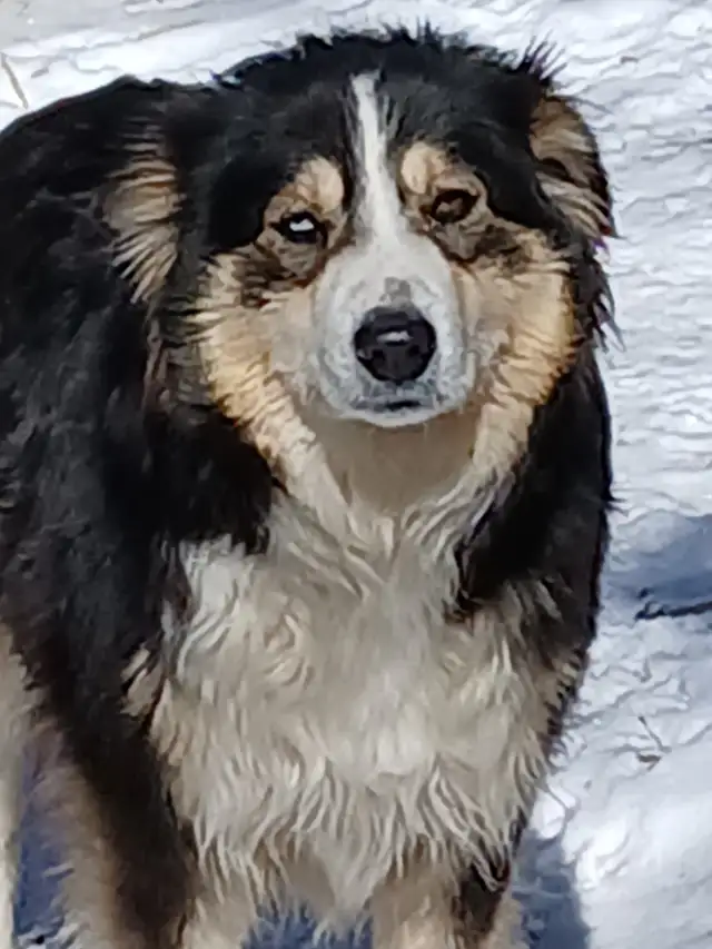 Adorable female Australian Shepherd pup - Photo 10