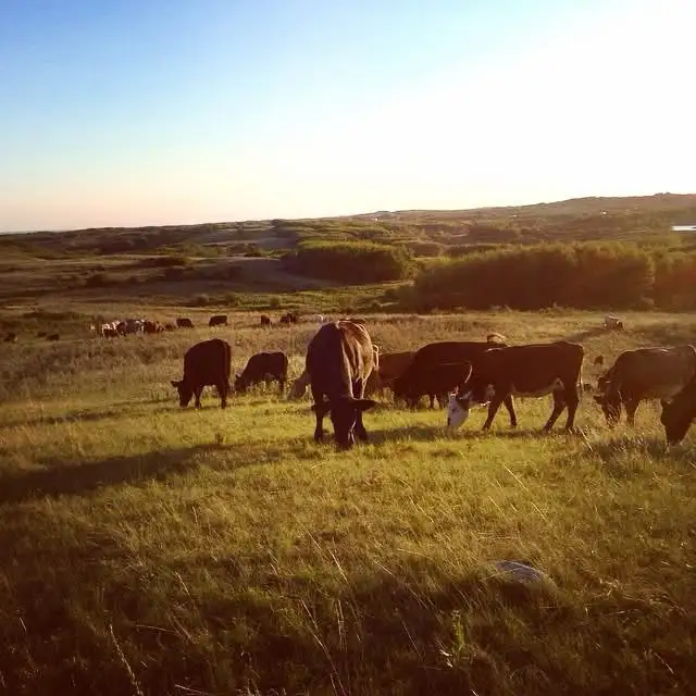 Pasture available - Photo 2