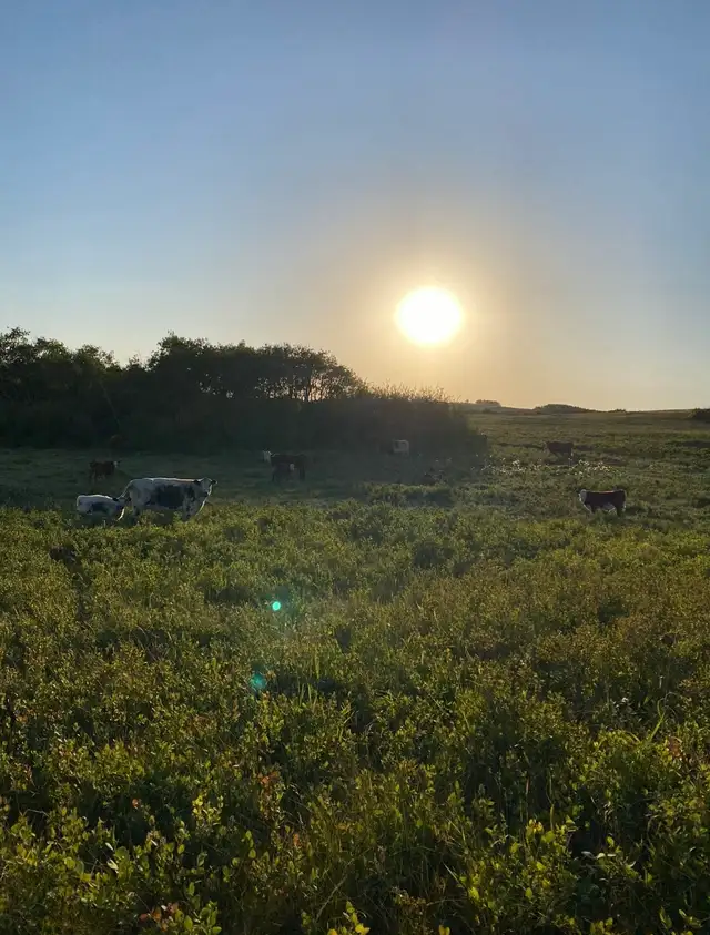 Pasture available - Photo 5