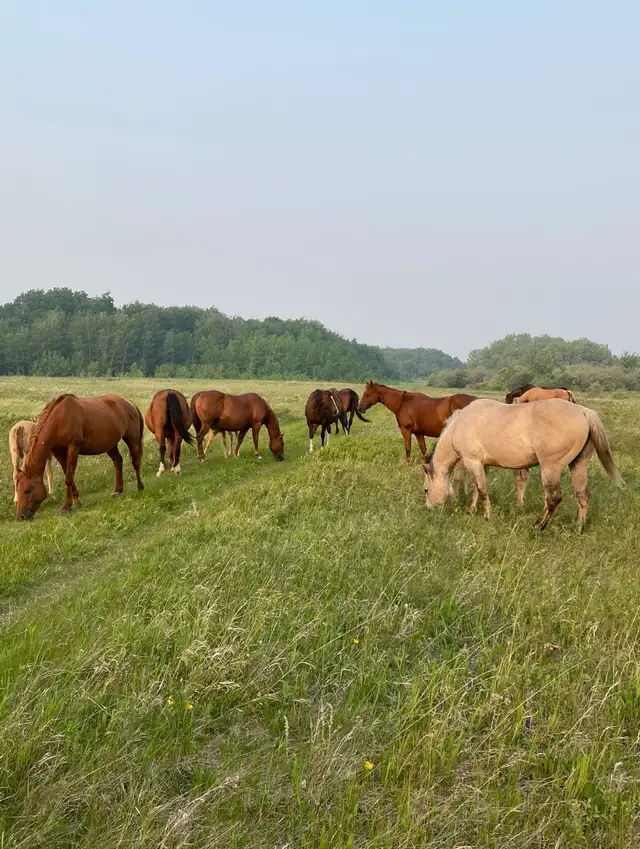 Pasture available - Photo 8