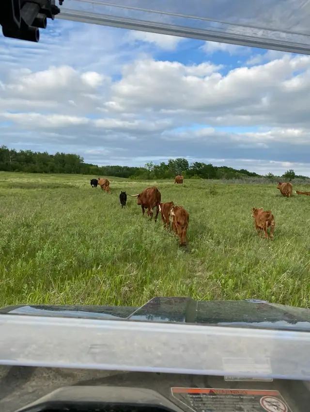 Pasture available - Photo 9