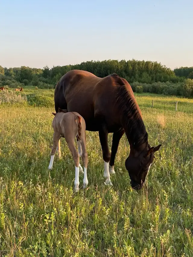 Pasture available - Photo 10