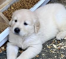 Chiots Golden Retriever prêts OFA, CKC et ADN