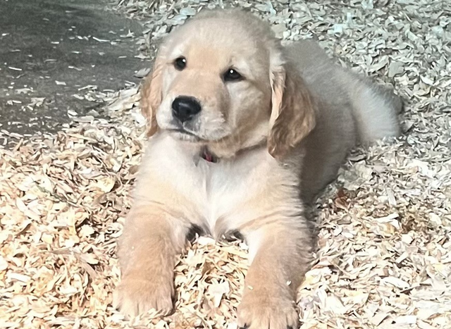 Chiots Golden Retriever prêts OFA, CKC et ADN - Photo 2