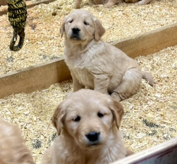 Chiots Golden Retriever prêts OFA, CKC et ADN - Photo 3