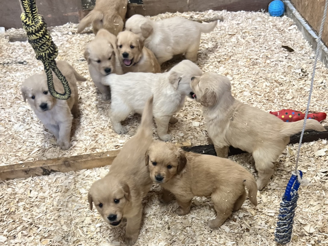 Chiots Golden Retriever prêts OFA, CKC et ADN - Photo 4