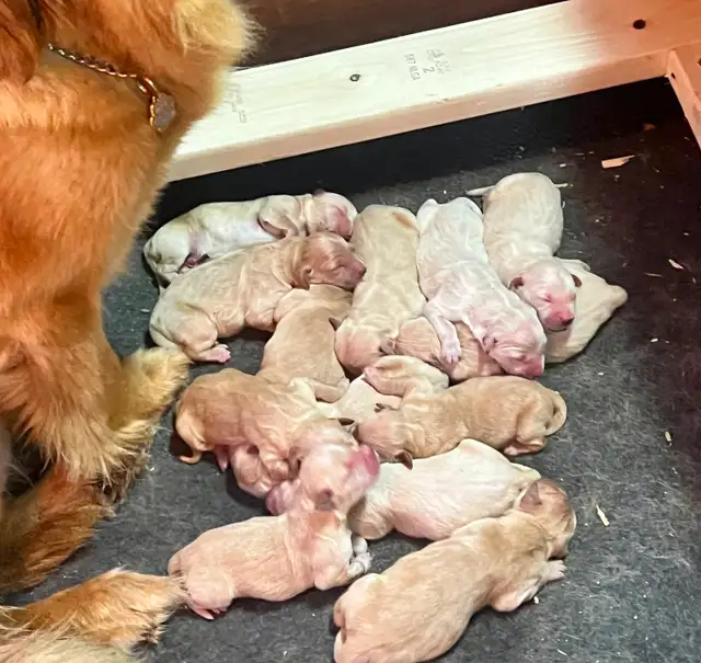 Chiots Golden Retriever prêts OFA, CKC et ADN - Photo 5