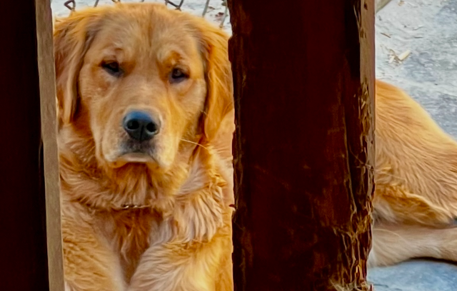 Chiots Golden Retriever prêts OFA, CKC et ADN - Photo 6