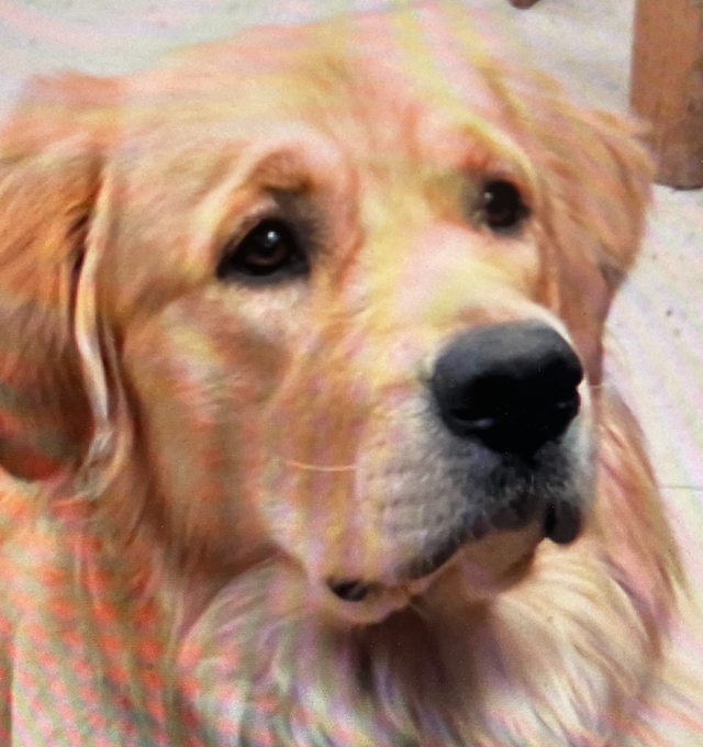 Chiots Golden Retriever prêts OFA, CKC et ADN - Photo 7