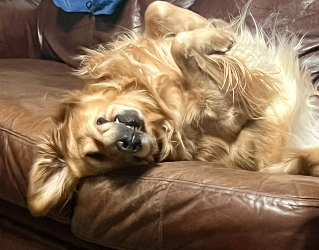 Chiots Golden Retriever prêts OFA, CKC et ADN - Photo 8