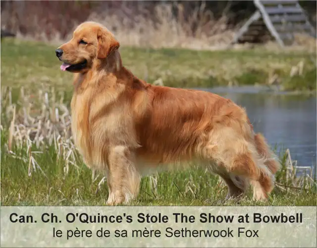 Chiots Golden Retriever prêts OFA, CKC et ADN - Photo 9