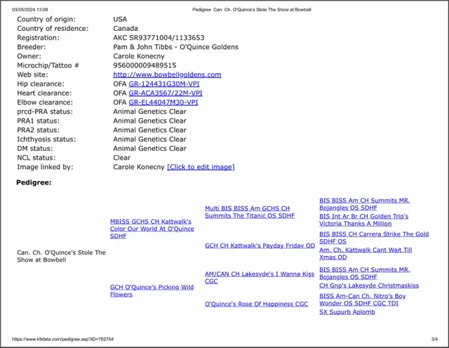 Chiots Golden Retriever prêts OFA, CKC et ADN - Photo 10