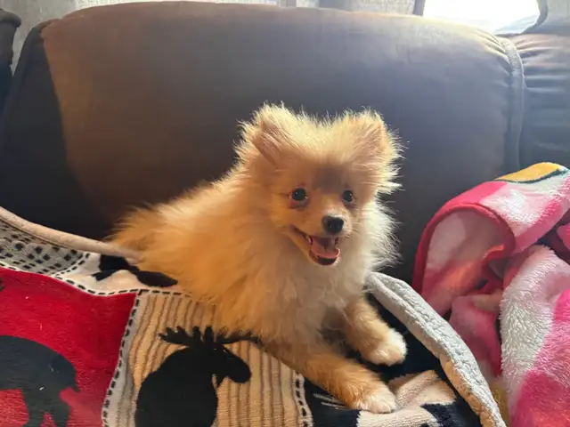 Pomeranian pup
