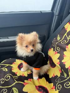 Pomeranian pup - Photo 2