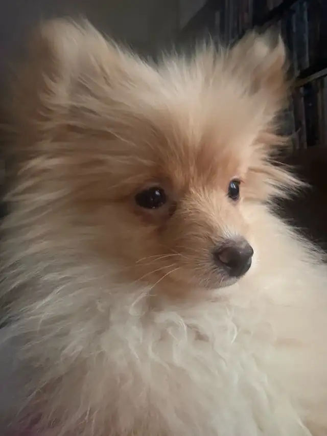 Pomeranian pup - Photo 3