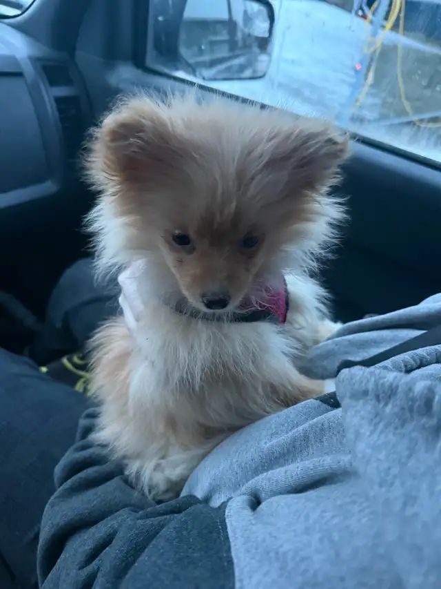 Pomeranian pup - Photo 4