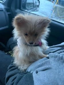 Pomeranian pup - Photo 4