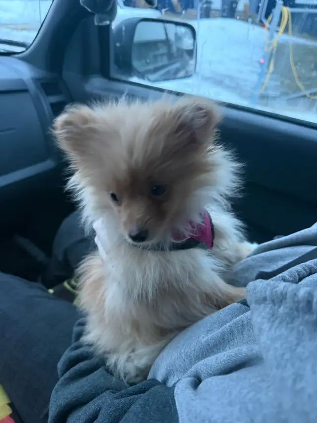 Pomeranian pup - Photo 5