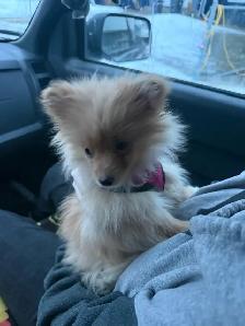 Pomeranian pup - Photo 5