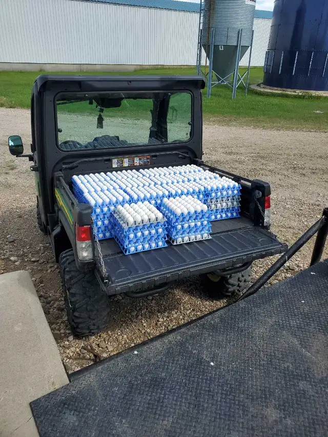 Fresh Farm Eggs - Photo 2