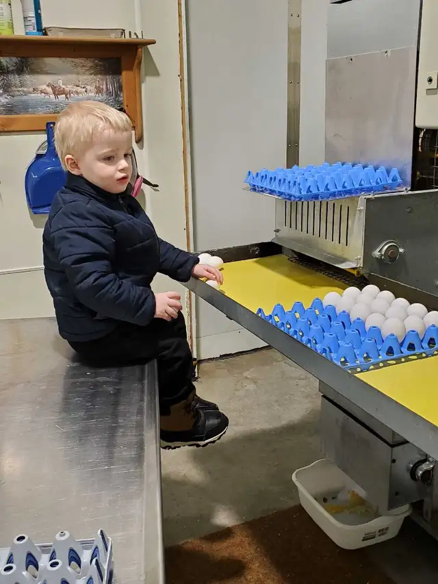 Fresh Farm Eggs - Photo 3